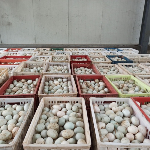 宜城市红心鸭蛋 食用 箱装