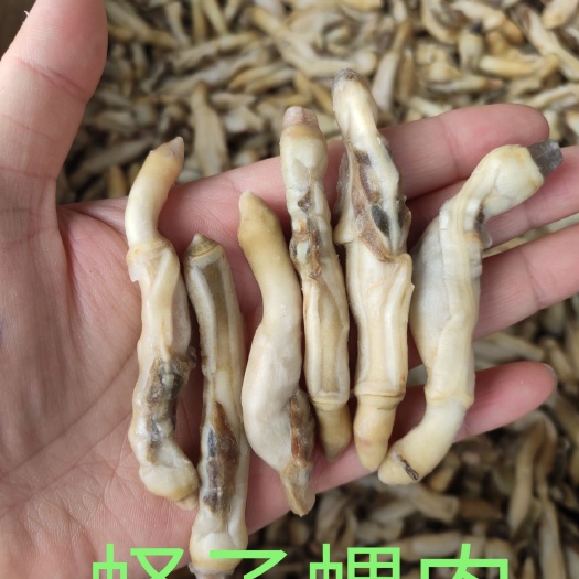北海蛏子螺肉 天然海鲜批发