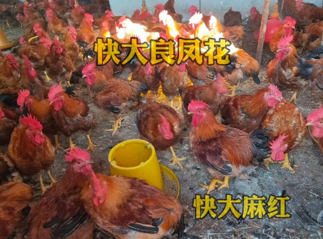 良凤花鸡苗 快大花鸡苗 快大/麻红鸡苗 广西花鸡苗