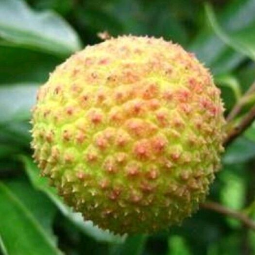 灵山县观音绿荔枝苗