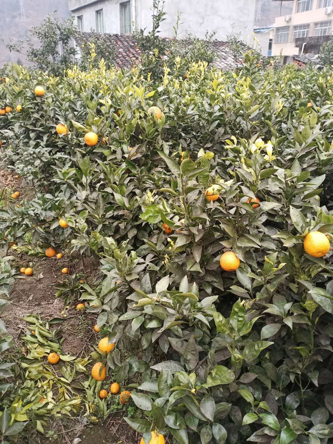 柑桔苗  石棉黄果柑苗