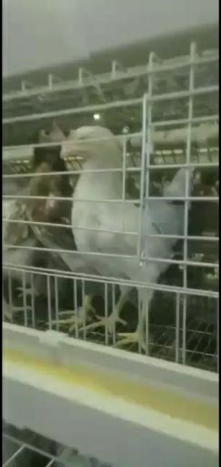 蛋鸡 博园禽业常年出售60天优质海兰灰，罗曼灰青年鸡