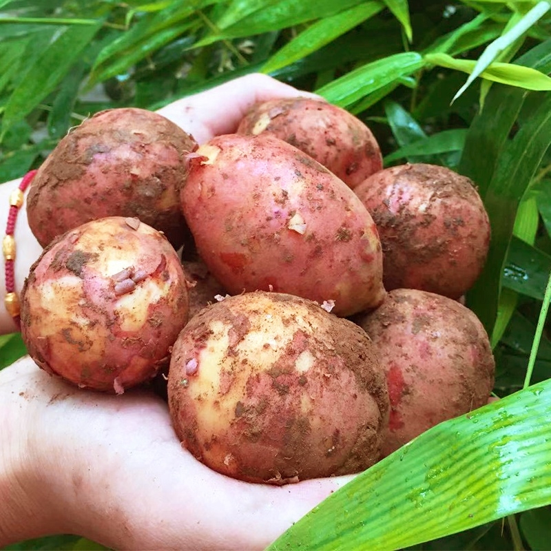 云南特產(chǎn)，高山農(nóng)村自種，無(wú)公害無(wú)污染，新鮮土豆，合作88號(hào)