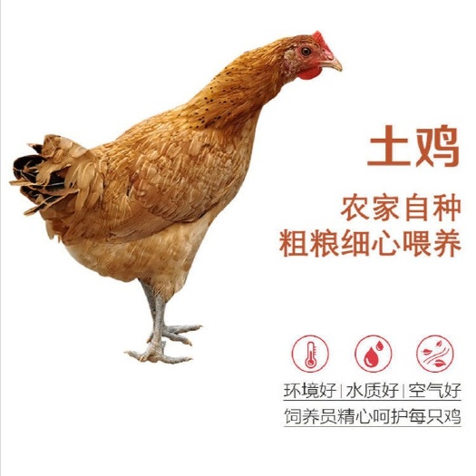 太康县土鸡苗  改良土鸡青脚麻鸡半大鸡三黄鸡脱温鸡散养土鸡草鸡