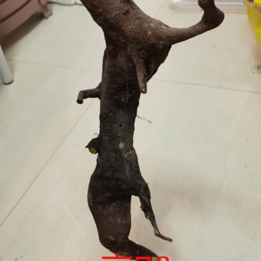 重庆市 金弹子灌木桩
