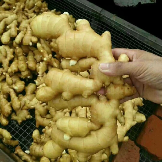 优质大黄姜【产地直发】【价格便宜】【坏烂包赔】