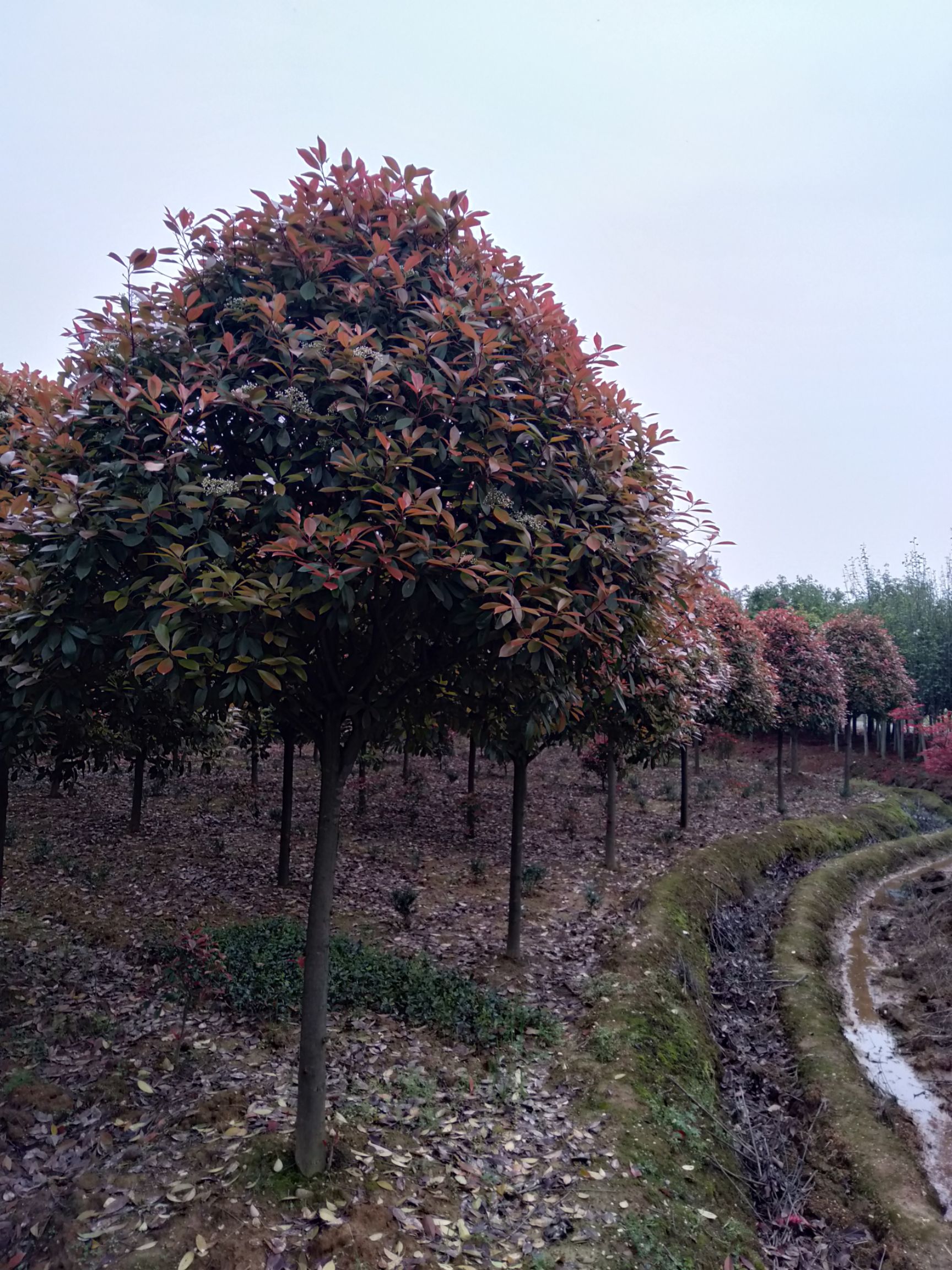 高杆石楠