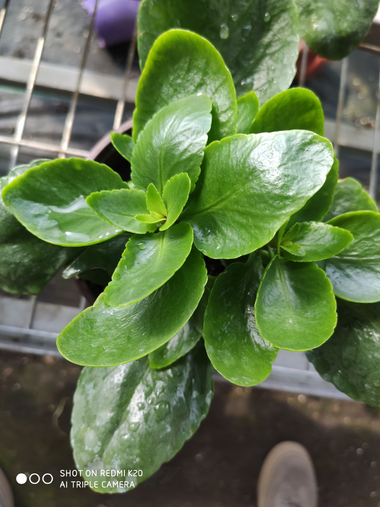 长寿花盆栽  长寿花     13个品种  常年绿植  观花植物