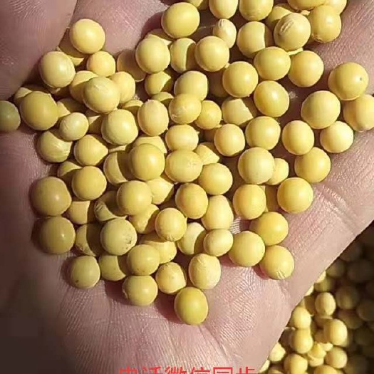 绥棱县黄大豆  东升系列黄茬大粒高蛋白大豆