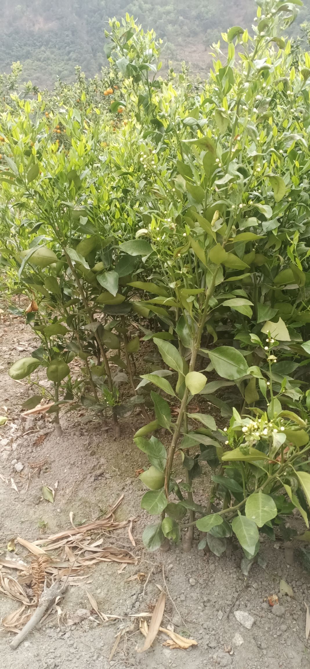 甘平柑橘苗 3年甘平年了苗