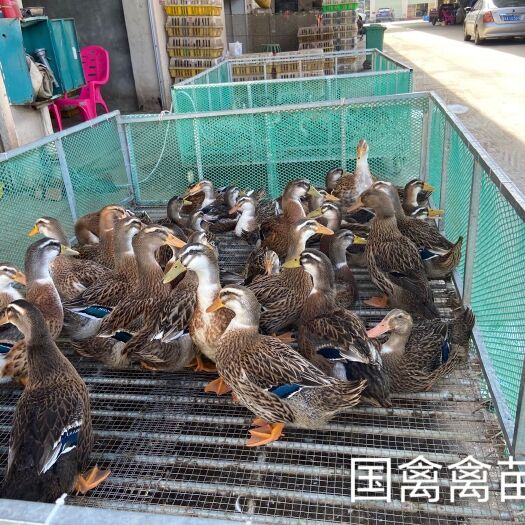 昆明四点麻鸭苗  成活率高  运死包赔
