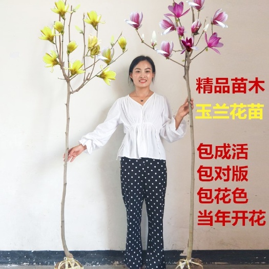 郯城县玉兰树苗紫玉兰苗白玉兰花苗黄玉兰红玉兰嫁接广玉兰树苗绿化苗木
