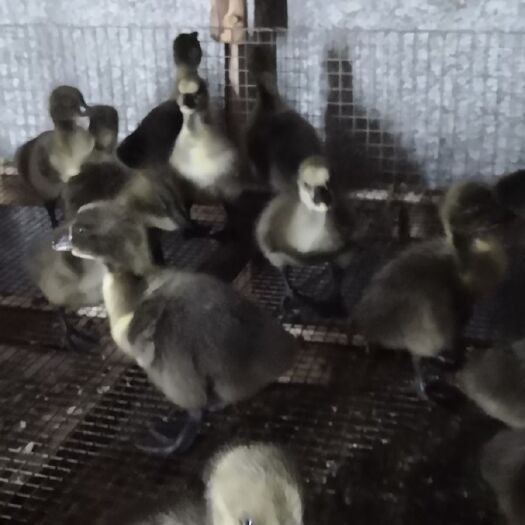 南宁 脱温狮头鹅苗