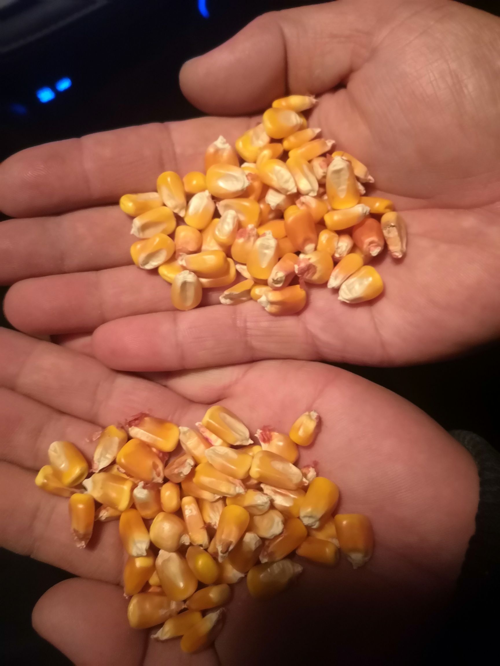 黄玉米粒 长期供应优质玉米，欢迎各养殖户、饲料厂来电