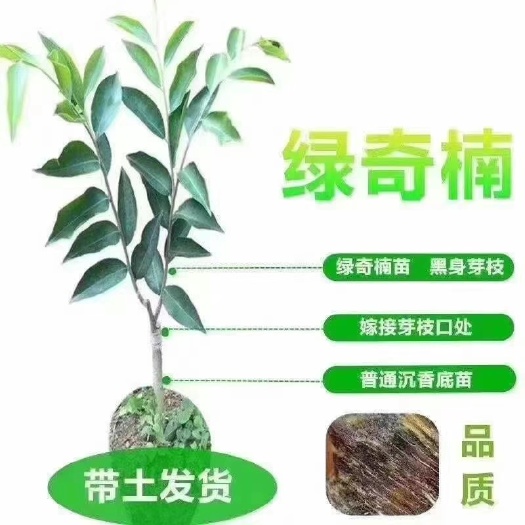 茂名奇楠沉香树 沉香棋楠大量出售