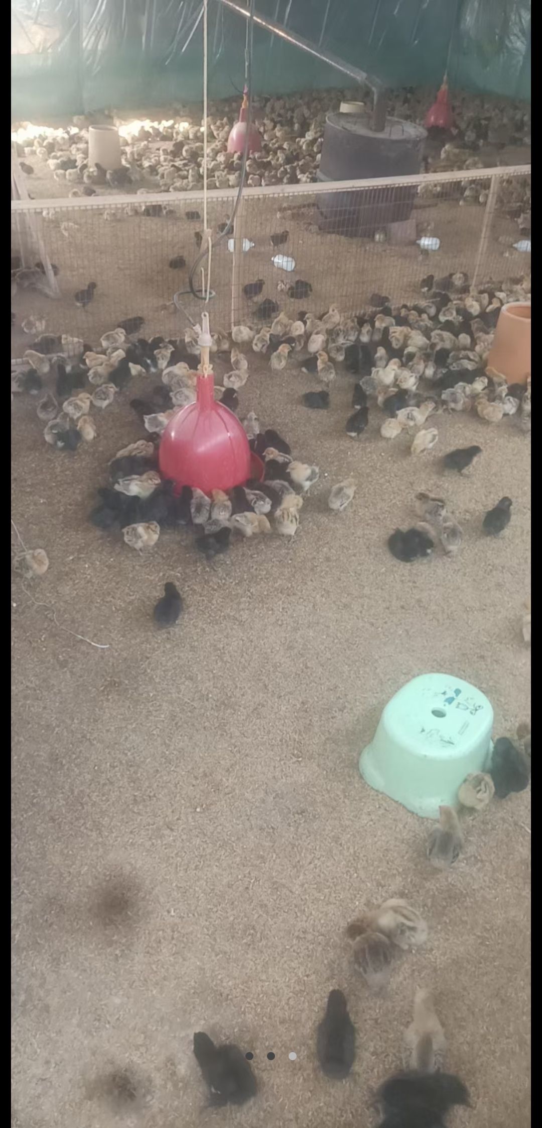 脱温鸡苗 有意向先谈再定