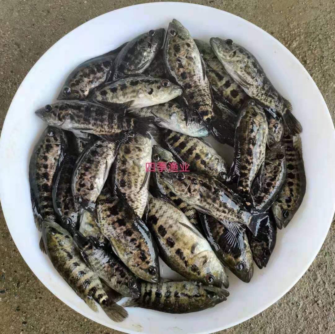 淡水石斑鱼苗，品种优良，量大从优！技术支持！全国发货！