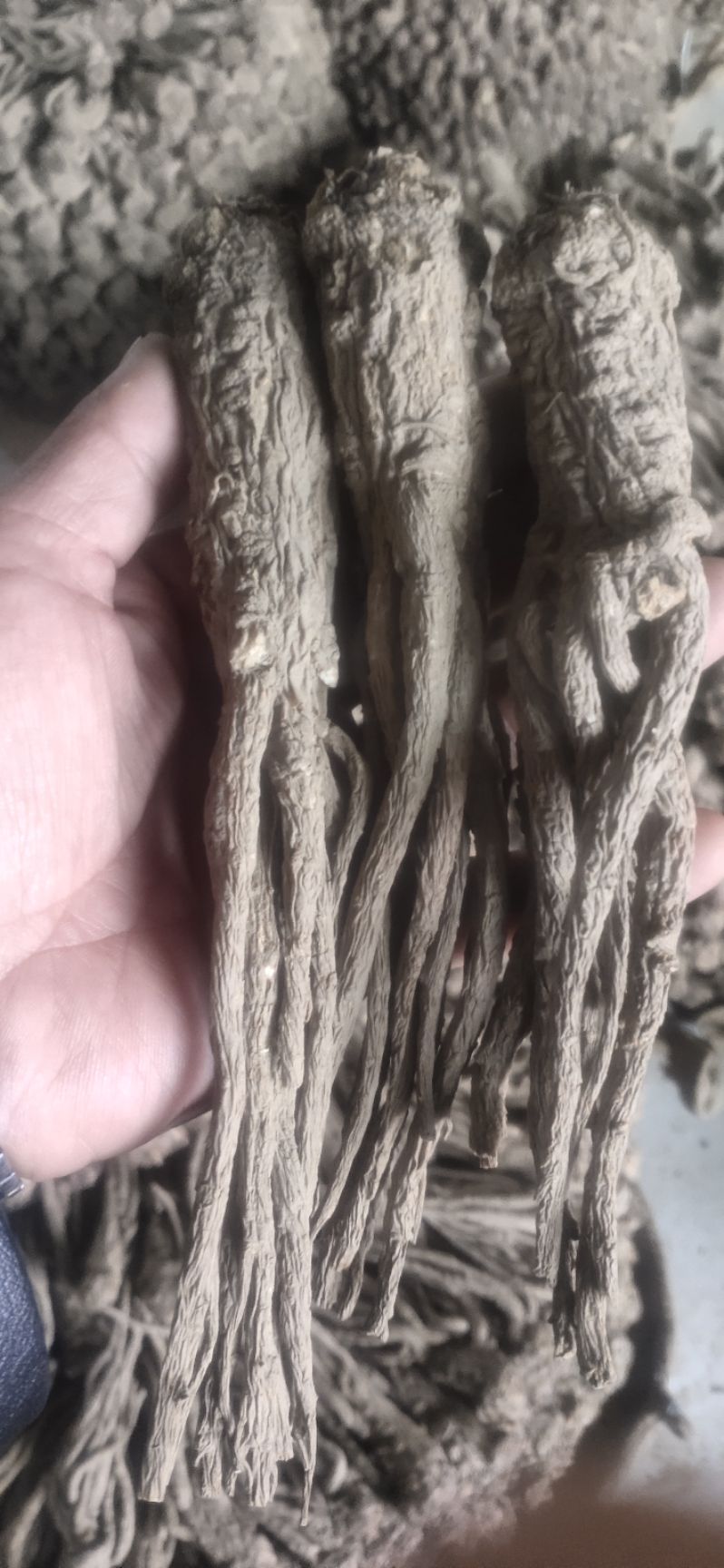 岷县产当归【包邮】 自产自销自然凉晒无硫剪尾归取毛归产地批发