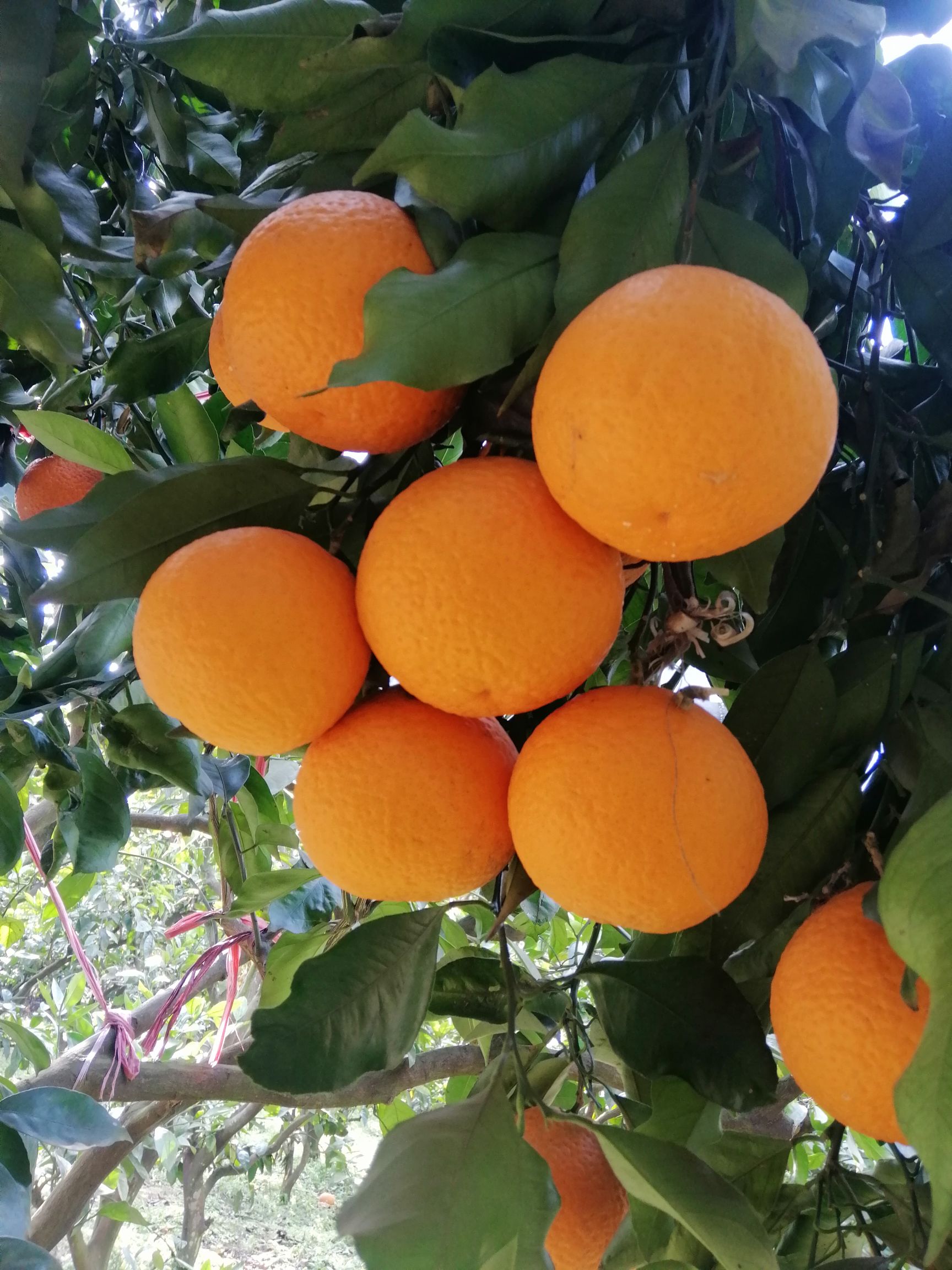 青见柑桔  青见，大量上市了，水份足，华渣，开胃，口感好，