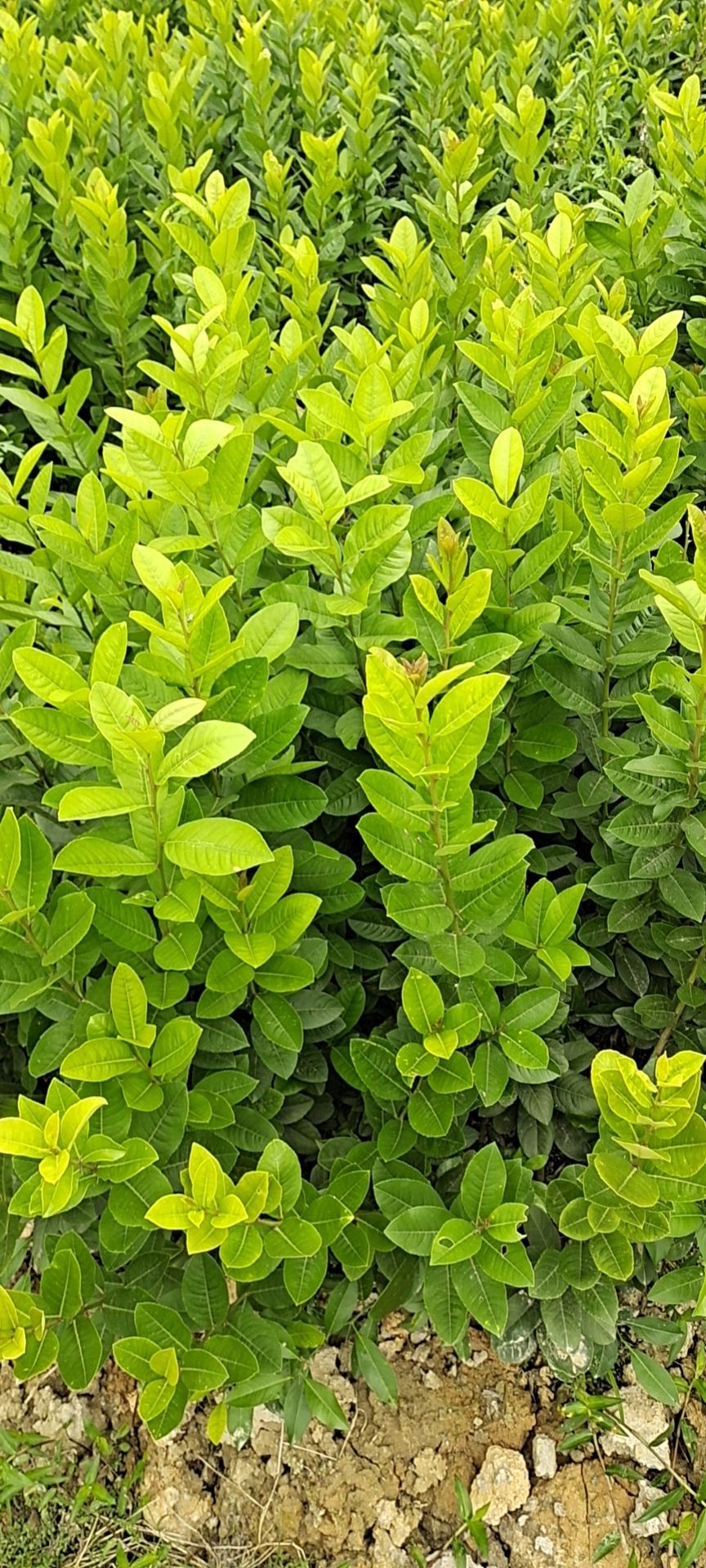 广东香水柠檬苗