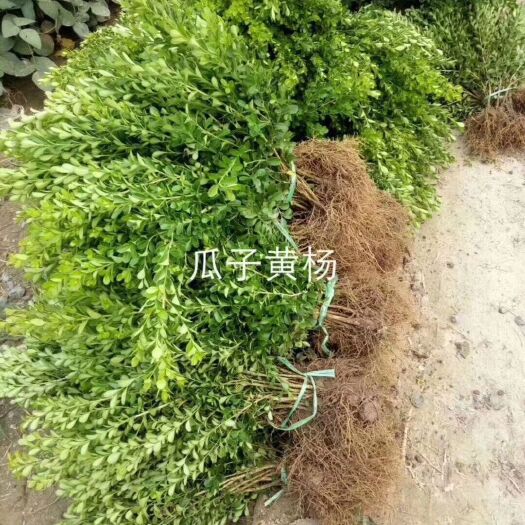 沭阳县瓜子黄杨 