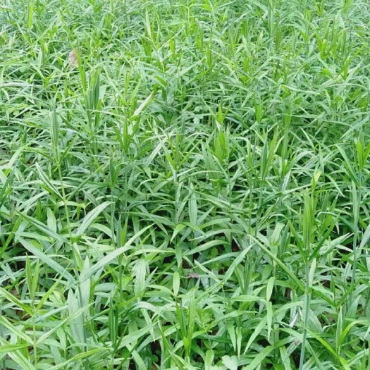 松桃县黄精种苗 甜黄精  贵州大鸡头黄精，块茎繁殖苗。