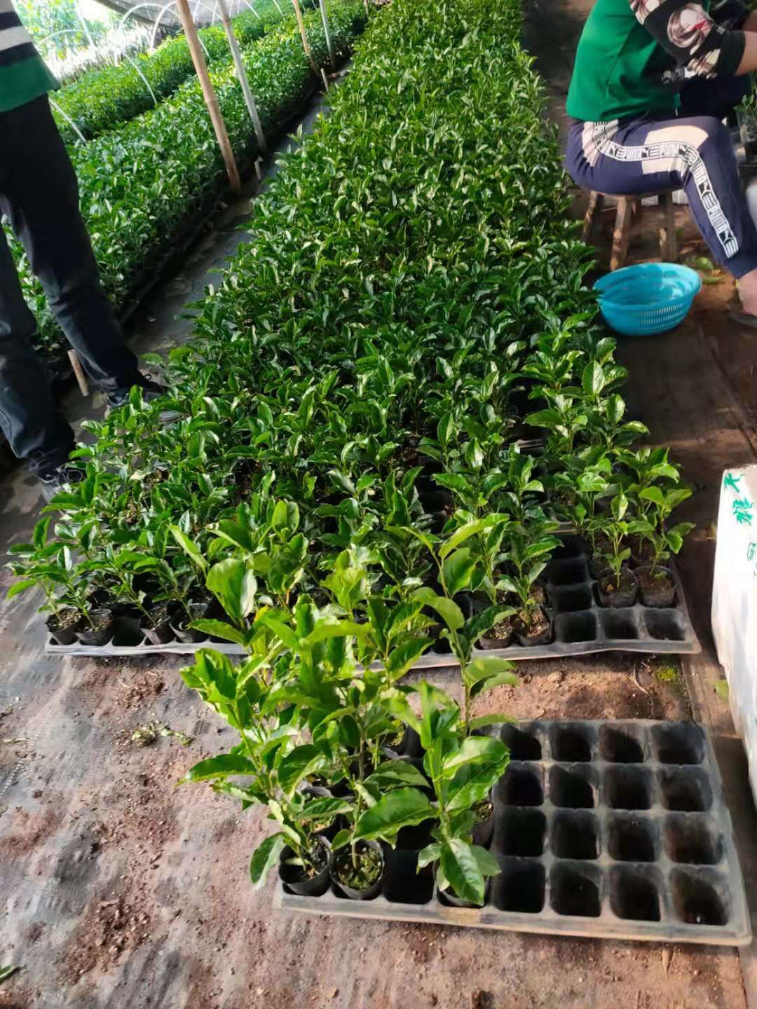 巴乐味百香果苗