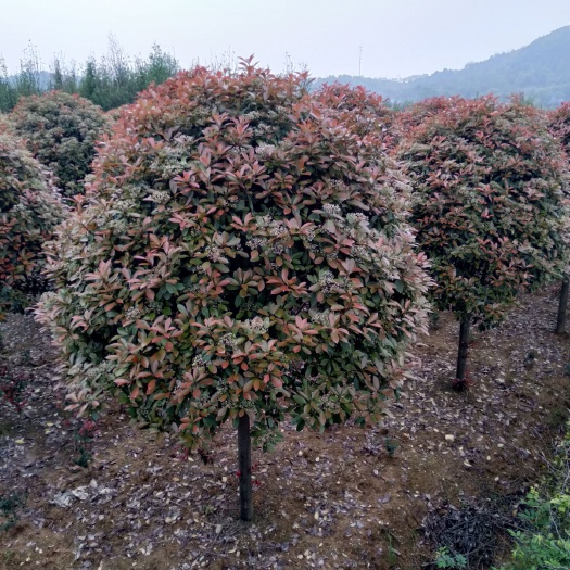 长沙县高杆石楠