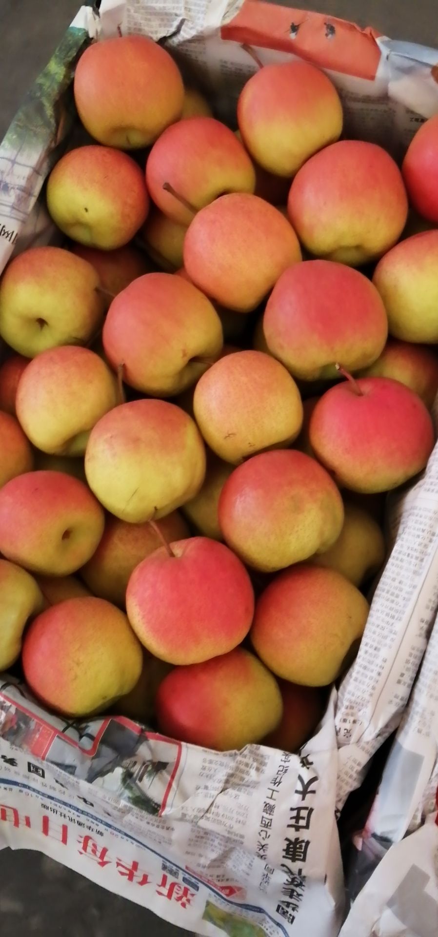 早酥红梨 河北省秦皇岛市山海关区 一级果 