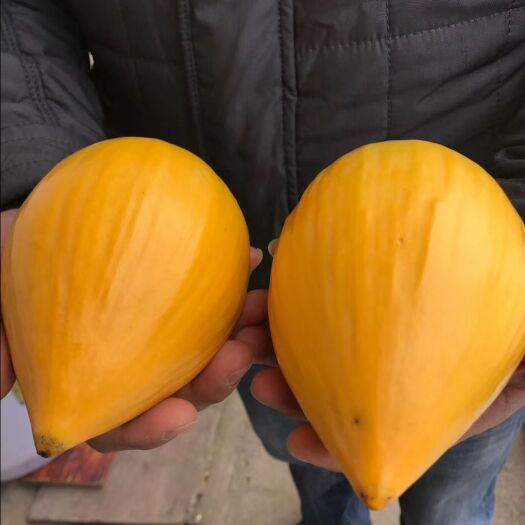 南安市蛋黄果苗  耀堂仙桃当年结果
