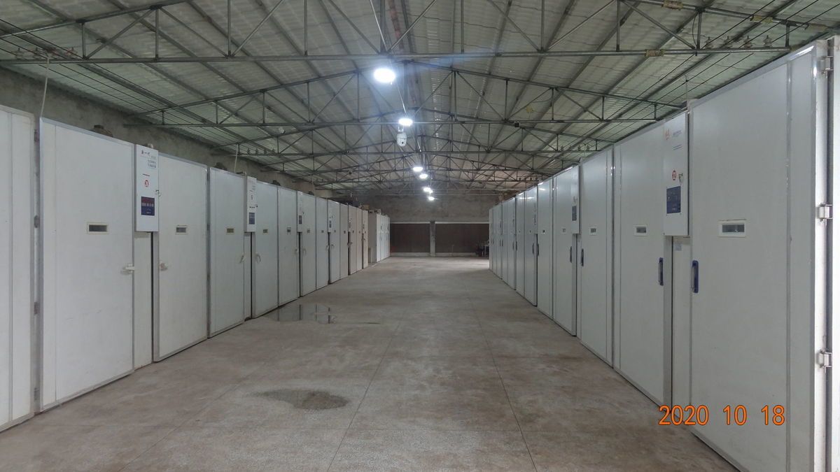 五黑鸡苗  常年孵化五黑一绿鸡苗  乌皮土鸡苗  土鸡苗批发 量大价优