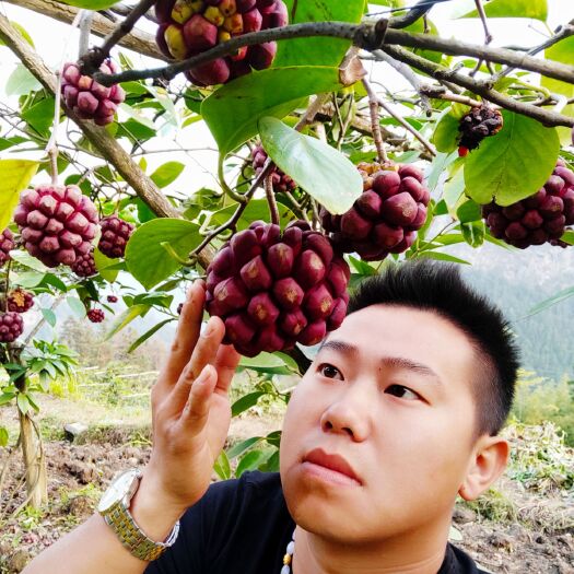 灵川县黑老虎苗  黑老虎火球一号，新品种
