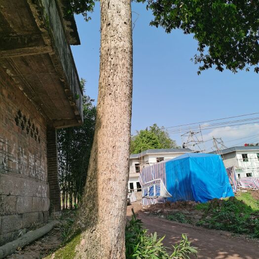 高县桢楠