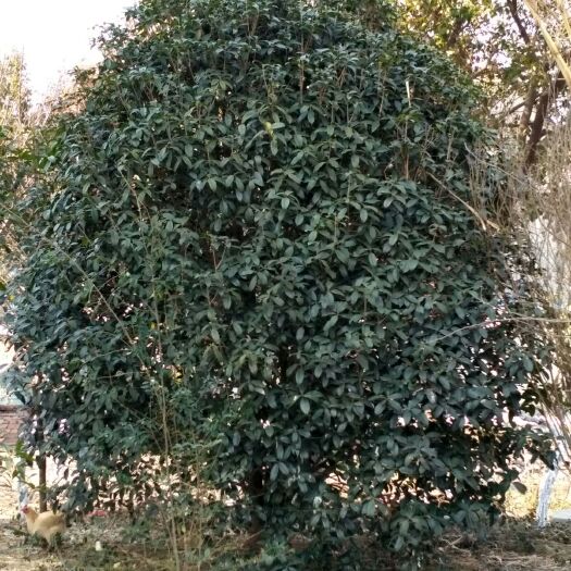 南京桂花树  桂花，香樟樱花柿子树出售