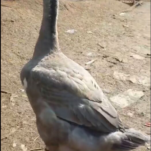 汕头狮头鹅苗 