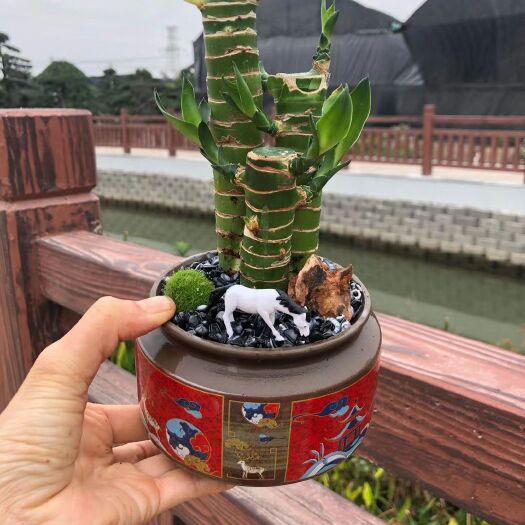 广州 步步高富贵竹盆栽 创意绿植盆栽组合 2规格