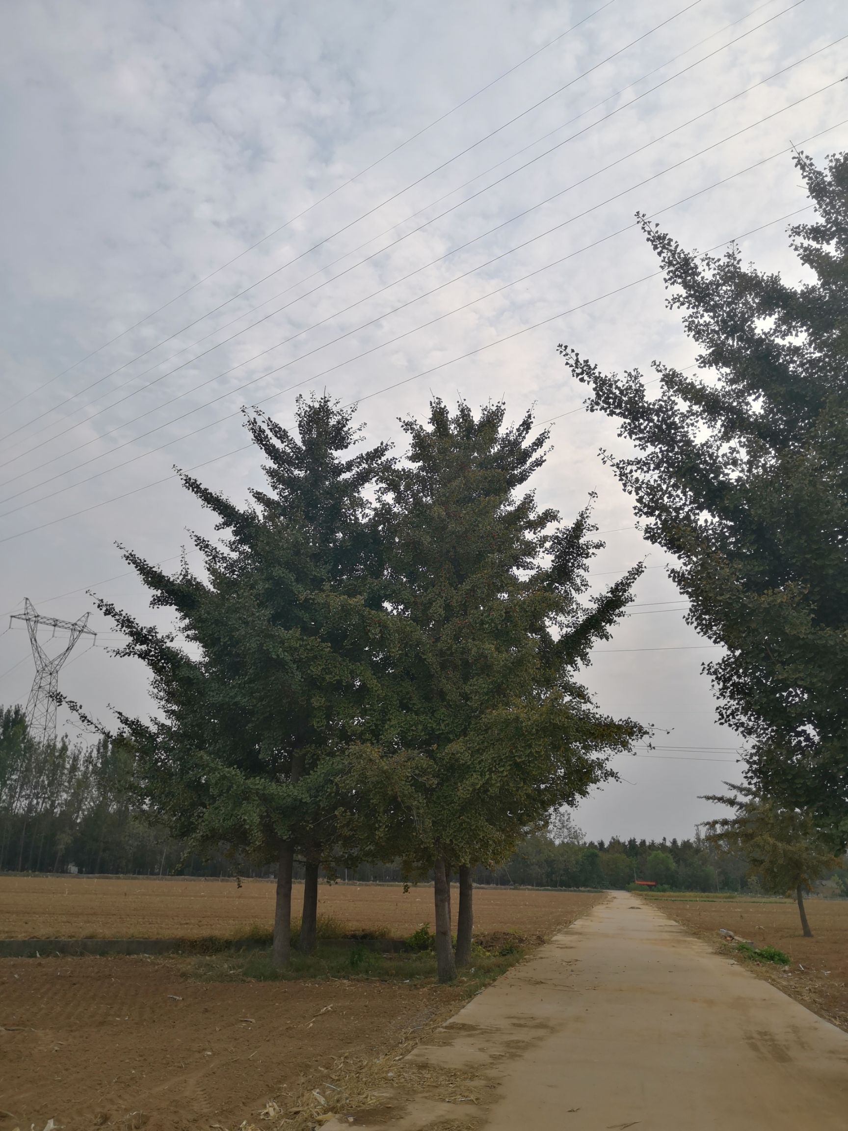 银杏树 白果树-苗圃精品银杏树 银杏树价格 古银杏树