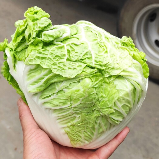 通许县小白菜  河南鸡腿大白菜，产地直发一手货源，欢迎新老客户采购