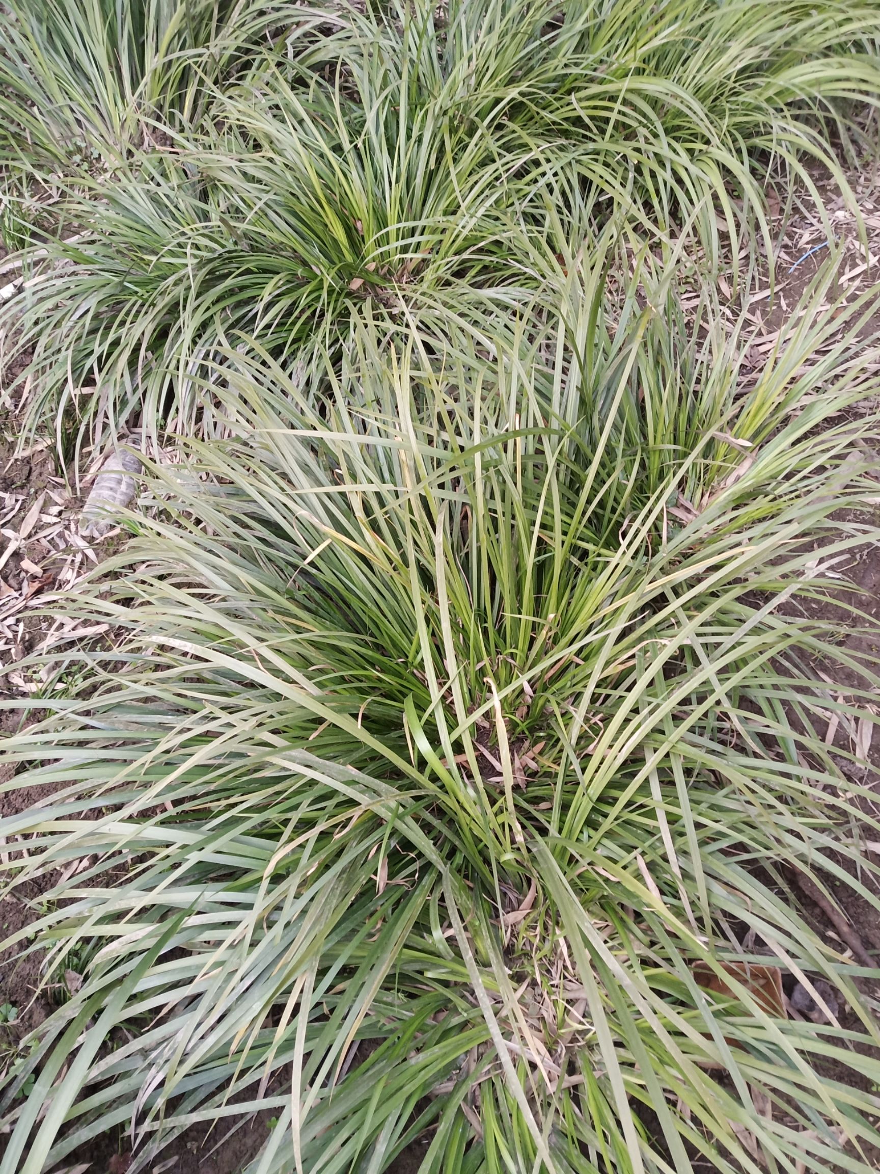 石菖蒲苗 优质高产宽叶石菖蒲种苗有货