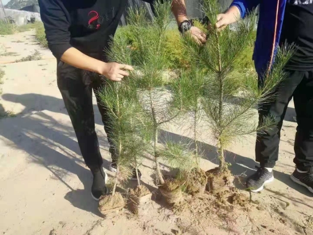 60一80高的油松营养杯出售价格便宜有需要的老板联系。