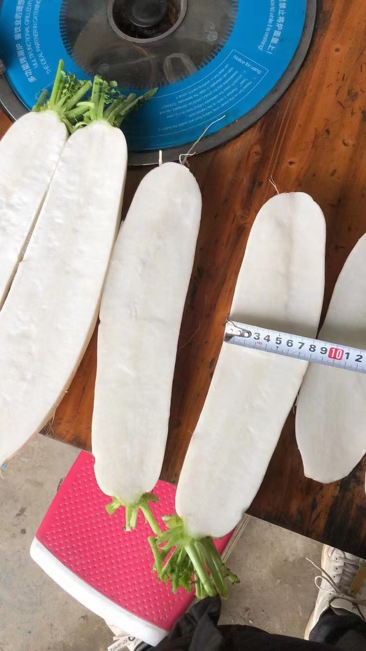 白萝卜 加工厂用白罗卜基地直发无黑斑无空心
