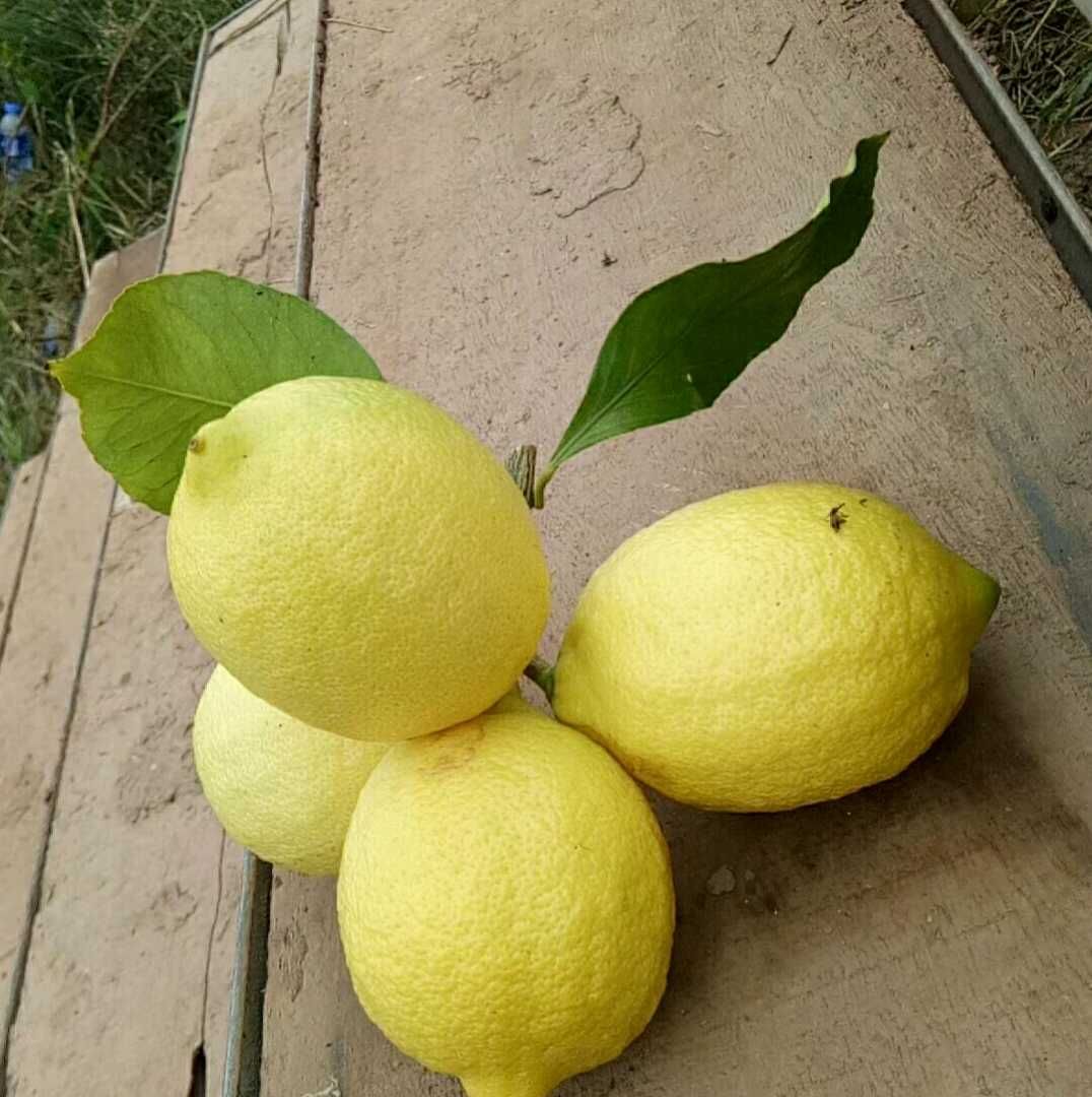  自己的农场，厂房大量供应尤力克柠檬