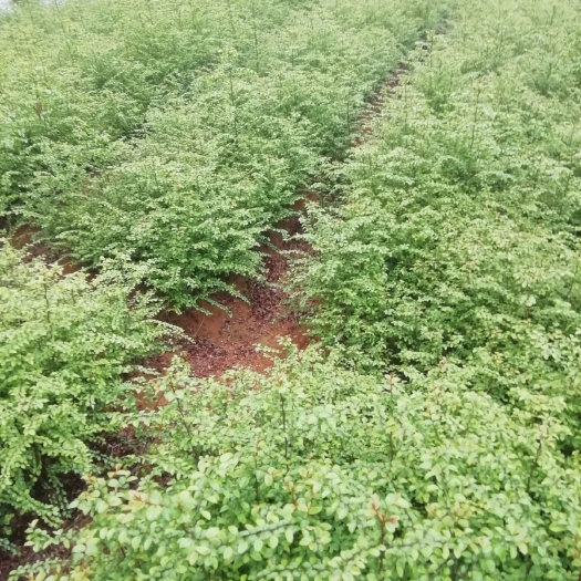 阳朔县马甲子苗，铁篱笆苗
