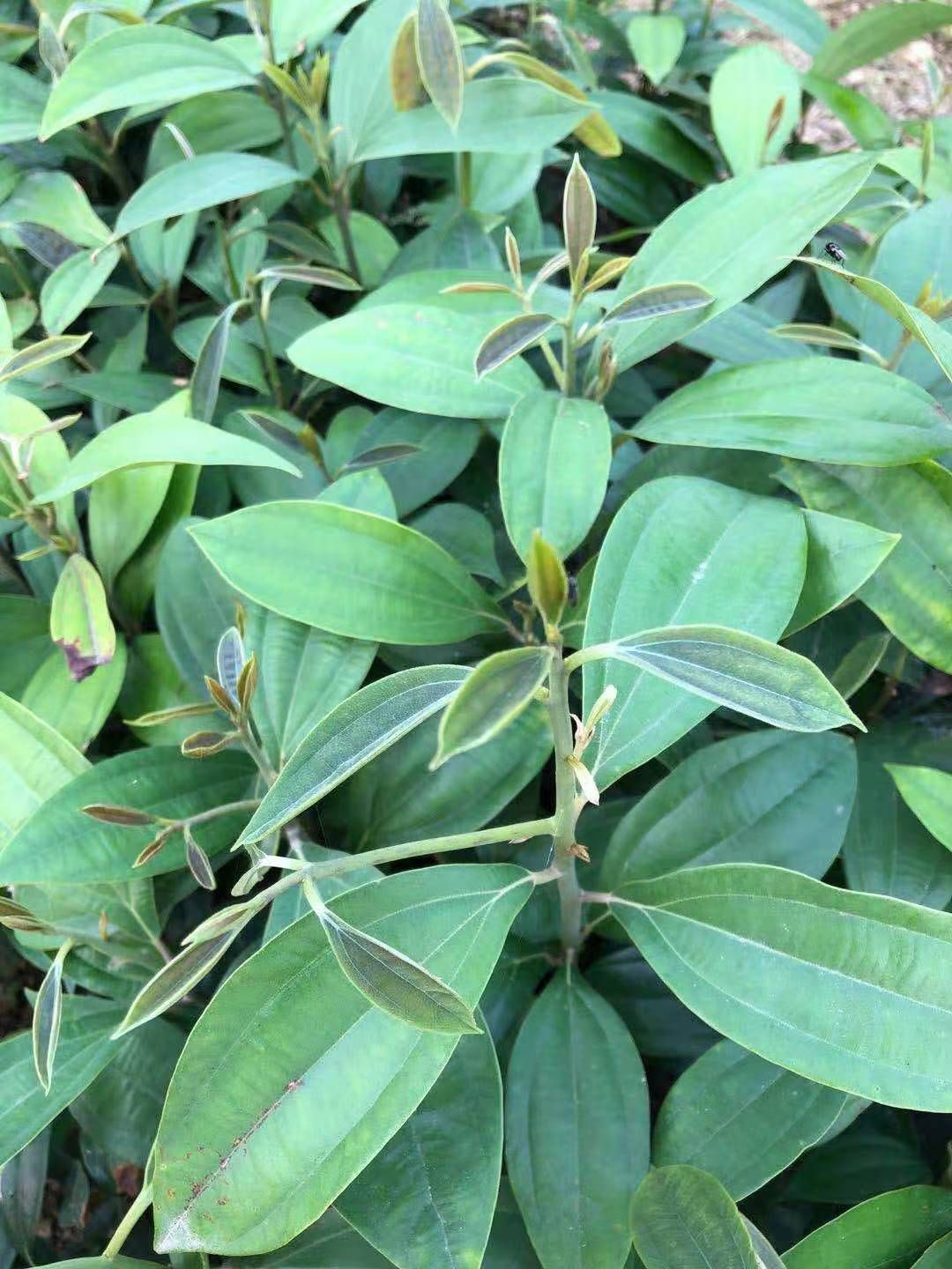 容县肉桂苗，桂皮树苗，地苗，80cm以上