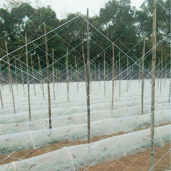 植物爬藤网攀爬网山药豆角黄瓜苦瓜百香果豇豆丝瓜吊瓜种植网农用