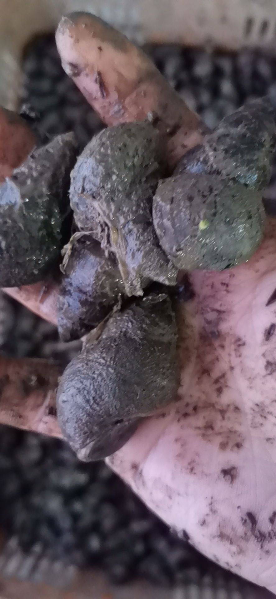 特石，大规格石螺，薄壳，青红壳，新鲜，今天发货明天到