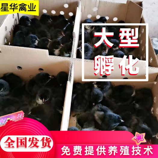衡南县湖南衡阳孵化优质土鸡苗 黑羽土鸡苗批发 包运输包售后服务