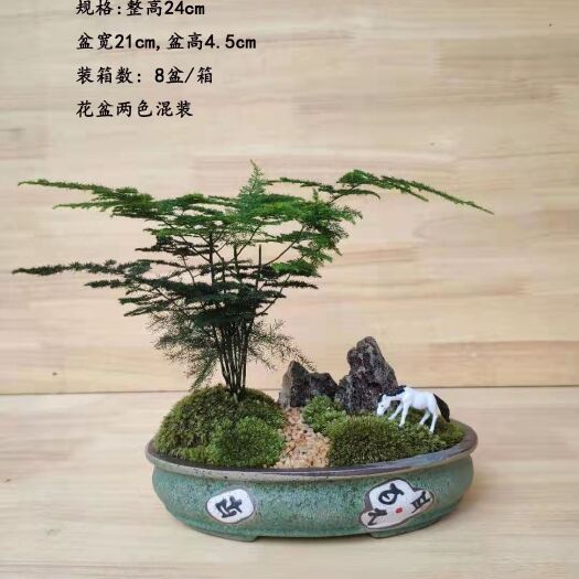 广州《青山水》文竹盆栽，创意绿植组合8盆装，售价32元