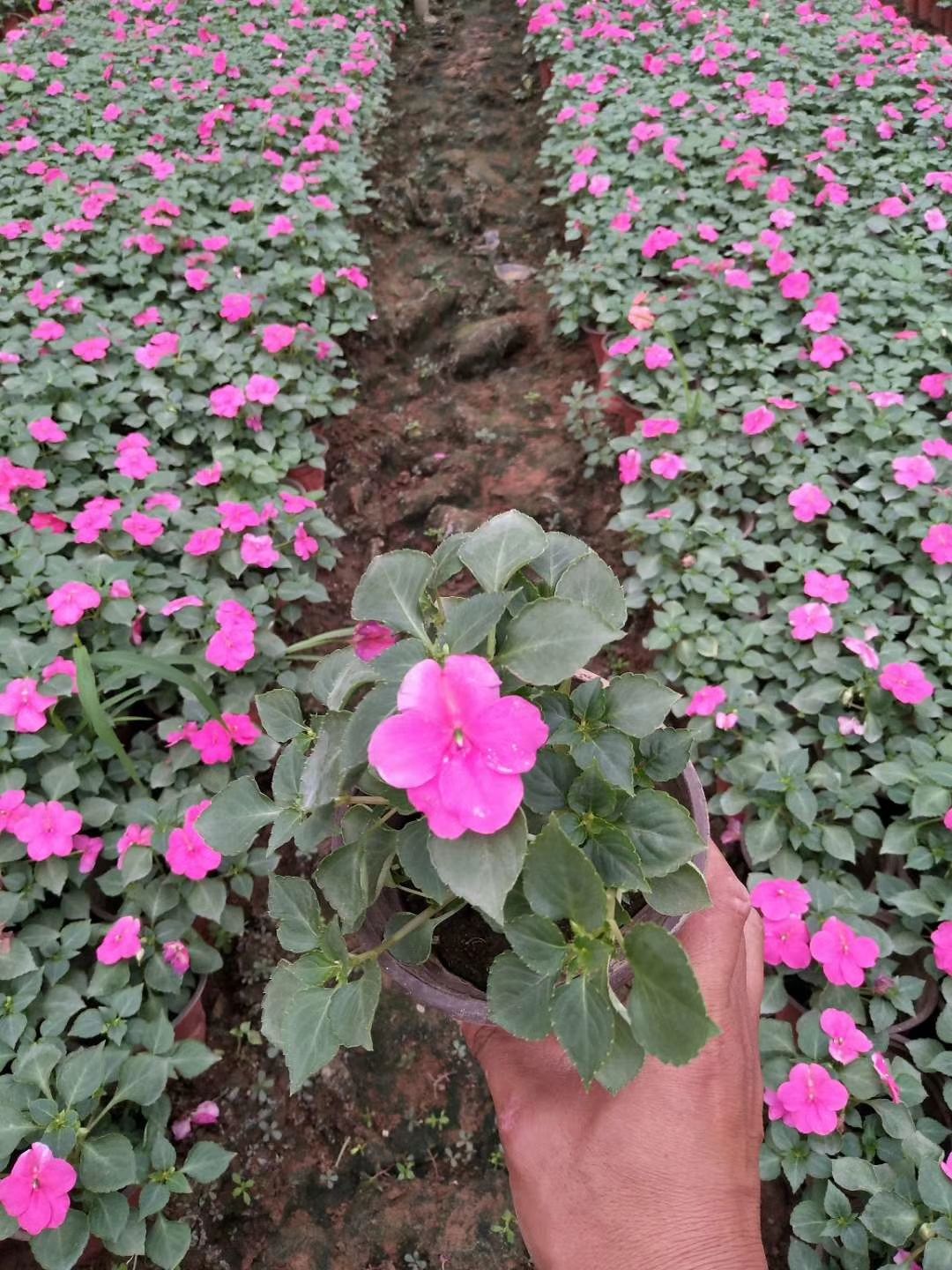 凤仙花  非洲凤仙种植基地 非洲凤仙杯苗 非洲凤仙价格 非洲