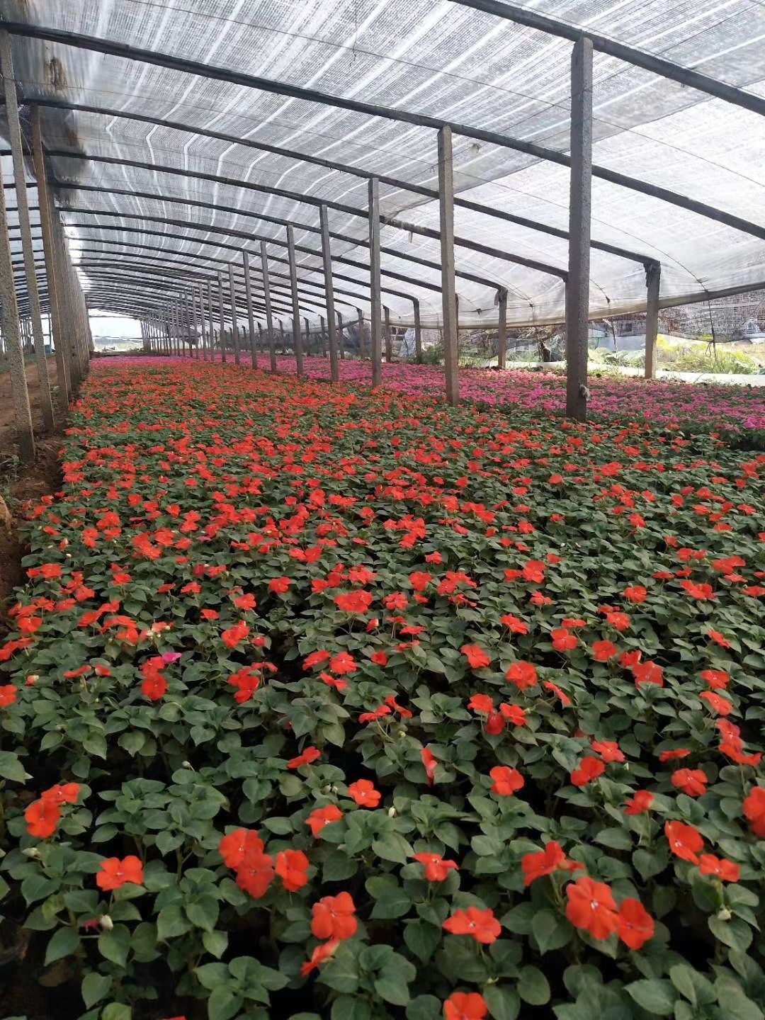 凤仙花  非洲凤仙种植基地 非洲凤仙杯苗 非洲凤仙价格 非洲